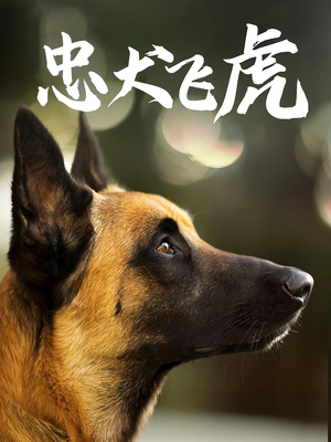 忠犬飞虎（33集）这部短剧我爱了推荐平台