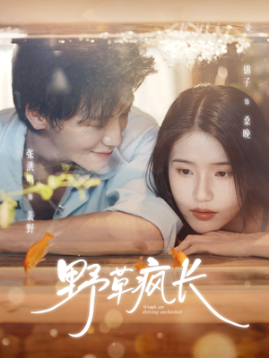 野草疯长（71集）一部短剧追的停不下来
