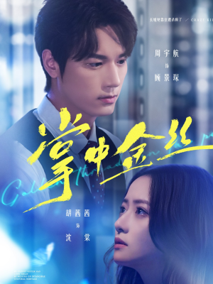 掌中金丝（60集）热门短剧追不停