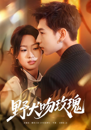 野犬吻玫瑰（70集）简直不要太好看的短剧